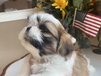Toto, a male Shih Tzu for sale in Troy, MI – Photo 2 of 10