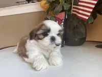 Toto, a male Shih Tzu for sale in Troy, MI – Photo 10 of 10