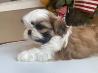 Toto, a male Shih Tzu for sale in Troy, MI – Photo 6 of 10