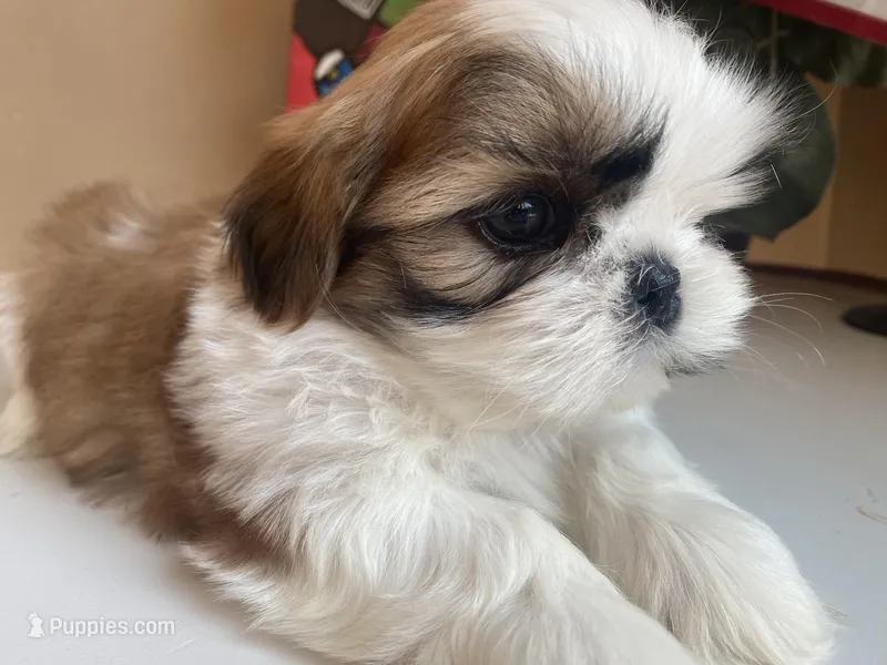 Toto, a male Shih Tzu for sale in Troy, MI – Photo 1 of 10