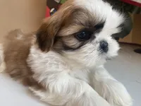 Toto, a male Shih Tzu for sale in Troy, MI – Photo 1 of 10