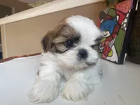 Toto, a male Shih Tzu for sale in Troy, MI – Photo 9 of 10