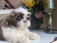 Little Eva, a female Shih Tzu for sale in Troy, MI – 7 of 8