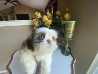 Little Vinny, a male Shih Tzu for sale in Troy, MI – 2 of 9