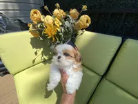 Sasha, a female Shih Tzu for sale in Troy, MI – 3 of 9