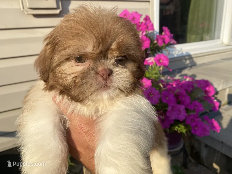 Sweet Bella  – Shih Tzu puppy for sale in Troy, MI