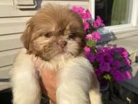 Sweet Bella , a female Shih Tzu for sale in Troy, MI – 1 of 8