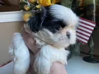 Toto, a male Shih Tzu for sale in Troy, MI – Photo 5 of 6
