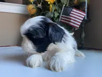 Toto, a male Shih Tzu for sale in Troy, MI – Photo 3 of 6