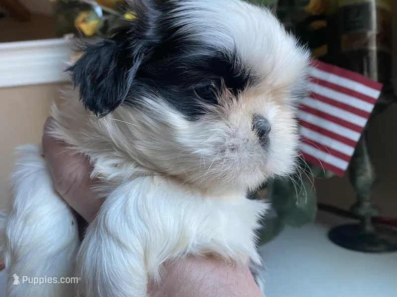 Toto, a male Shih Tzu for sale in Troy, MI – Photo 1 of 6