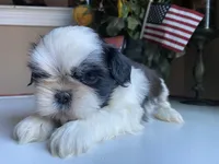 Toto, a male Shih Tzu for sale in Troy, MI – Photo 4 of 6