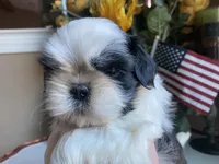 Toto, a male Shih Tzu for sale in Troy, MI – Photo 6 of 6