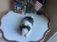 Toto, a male Shih Tzu for sale in Troy, MI – Photo 2 of 6