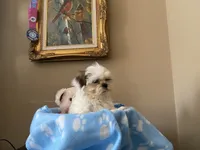 Little Romeo, a male Shih Tzu for sale in Troy, MI – 6 of 10