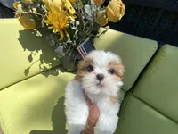 Sasha, a female Shih Tzu for sale in Troy, MI – 9 of 9
