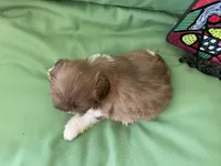 Bella, a female Shih Tzu for sale in Troy, MI – 10 of 10