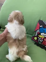 Milo, a male Shih Tzu for sale in Troy, MI – 6 of 7
