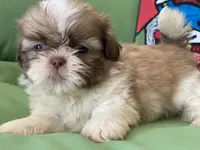 Simba, a male Shih Tzu for sale in Troy, MI – 2 of 7