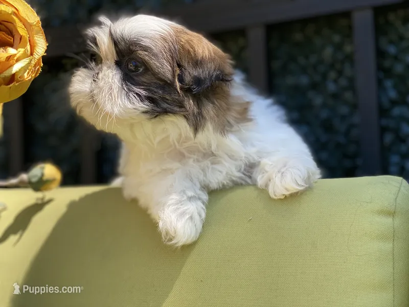 Cupcake – Shih Tzu puppy for sale in Troy, MI