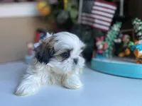 Axel, a male Shih Tzu for sale in Troy, MI – Photo 2 of 8