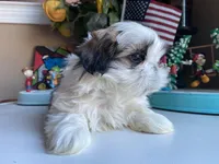Axel, a male Shih Tzu for sale in Troy, MI – Photo 4 of 8