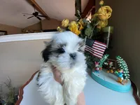 Axel, a male Shih Tzu for sale in Troy, MI – Photo 1 of 8