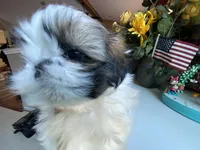 Axel, a male Shih Tzu for sale in Troy, MI – Photo 3 of 8