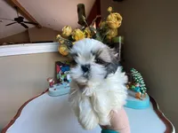 Axel, a male Shih Tzu for sale in Troy, MI – Photo 6 of 8