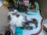 Axel, a male Shih Tzu for sale in Troy, MI – Photo 8 of 8