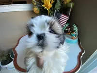 Axel, a male Shih Tzu for sale in Troy, MI – Photo 5 of 8