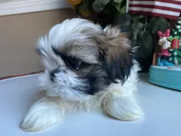 Axel, a male Shih Tzu for sale in Troy, MI – Photo 7 of 8