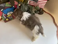 Rocky, a male Shih Tzu for sale in Troy, MI – Photo 4 of 10