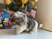 Rocky, a male Shih Tzu for sale in Troy, MI – Photo 10 of 10