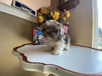 Rocky, a male Shih Tzu for sale in Troy, MI – Photo 5 of 10