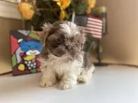 Rocky, a male Shih Tzu for sale in Troy, MI – Photo 3 of 10