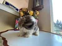 Rocky, a male Shih Tzu for sale in Troy, MI – Photo 8 of 10