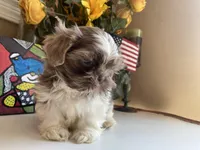 Rocky, a male Shih Tzu for sale in Troy, MI – Photo 1 of 10