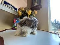 Rocky, a male Shih Tzu for sale in Troy, MI – Photo 9 of 10