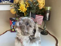 Rocky, a male Shih Tzu for sale in Troy, MI – Photo 6 of 10