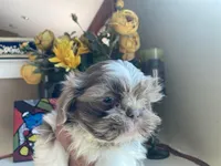 Rocky, a male Shih Tzu for sale in Troy, MI – Photo 7 of 10