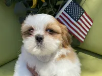 Bruno, a male Shih Tzu for sale in Troy, MI – 5 of 9