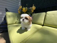 Bruno, a male Shih Tzu for sale in Troy, MI – 6 of 9