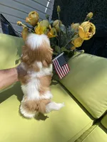 Bruno, a male Shih Tzu for sale in Troy, MI – 9 of 9