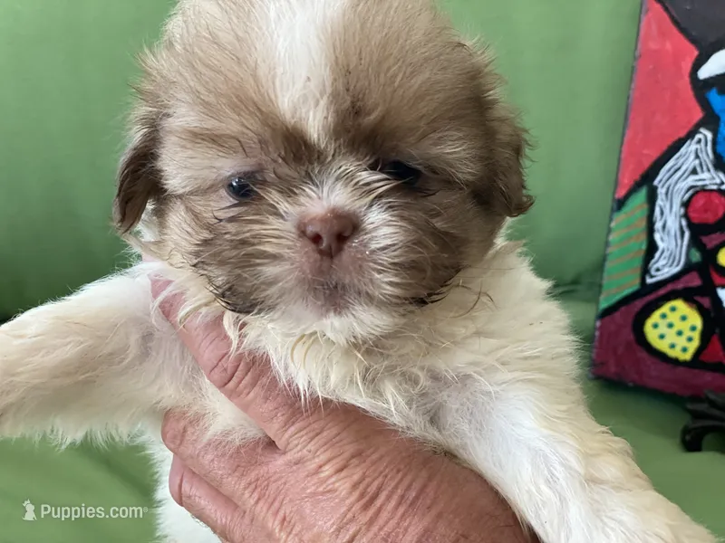 Milo – Shih Tzu puppy for sale in Troy, MI