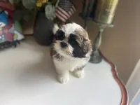 Little Teddy, a male Shih Tzu for sale in Troy, MI – 3 of 10