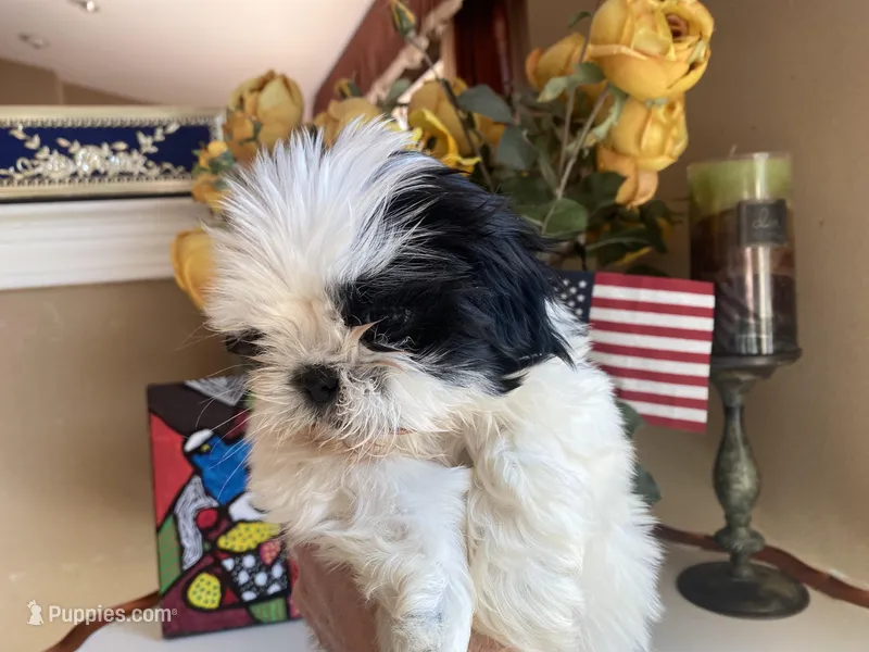Little Teddy, a male Shih Tzu for sale in Troy, MI – Photo 1 of 6
