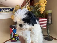 Little Teddy, a male Shih Tzu for sale in Troy, MI – Photo 1 of 6