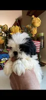 Little Teddy, a male Shih Tzu for sale in Troy, MI – Photo 6 of 6