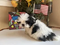 Little Teddy, a male Shih Tzu for sale in Troy, MI – Photo 5 of 6