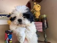 Little Teddy, a male Shih Tzu for sale in Troy, MI – Photo 4 of 6